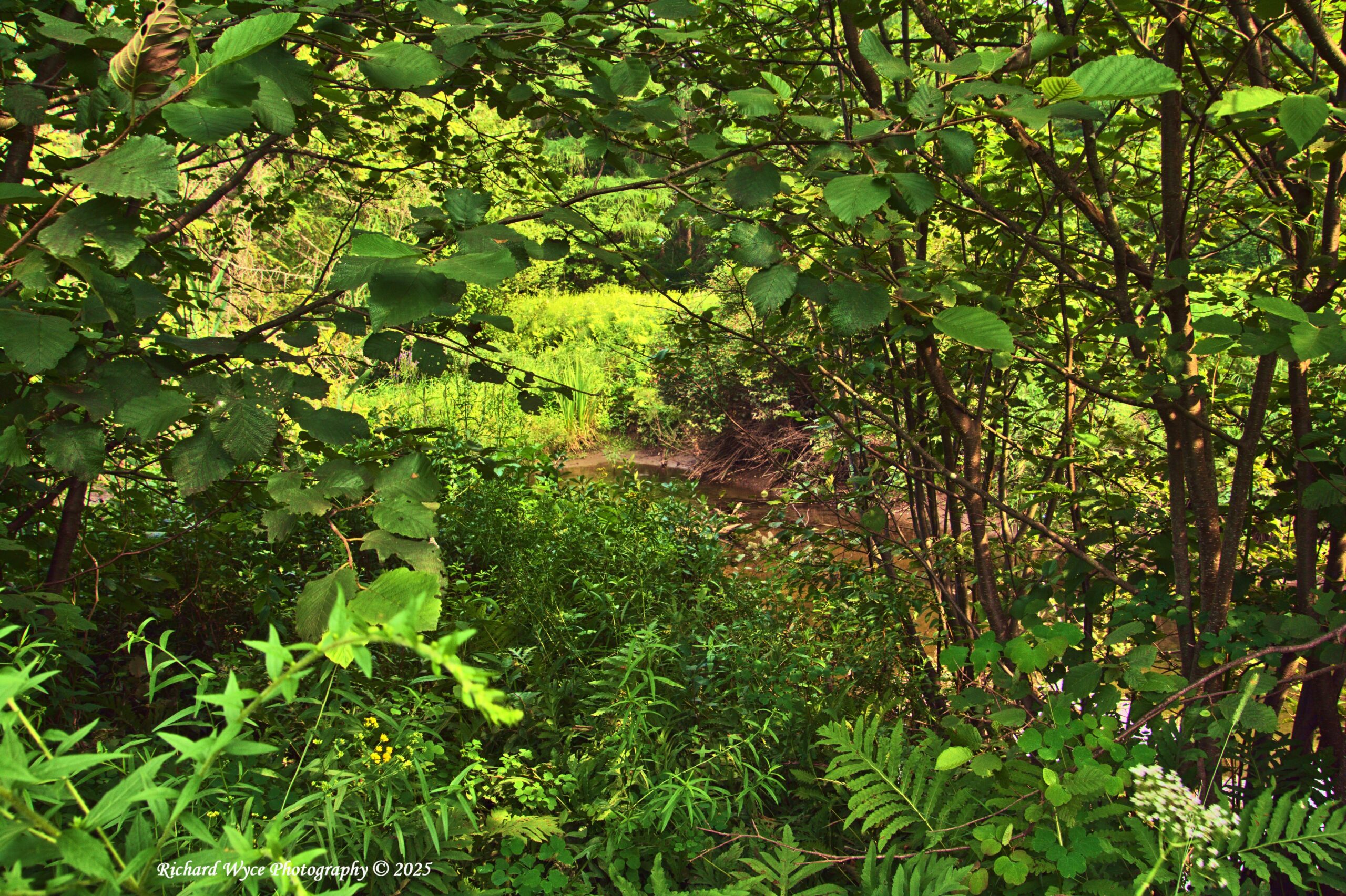 Hidden mountain stream - Saint-Sauveur QC