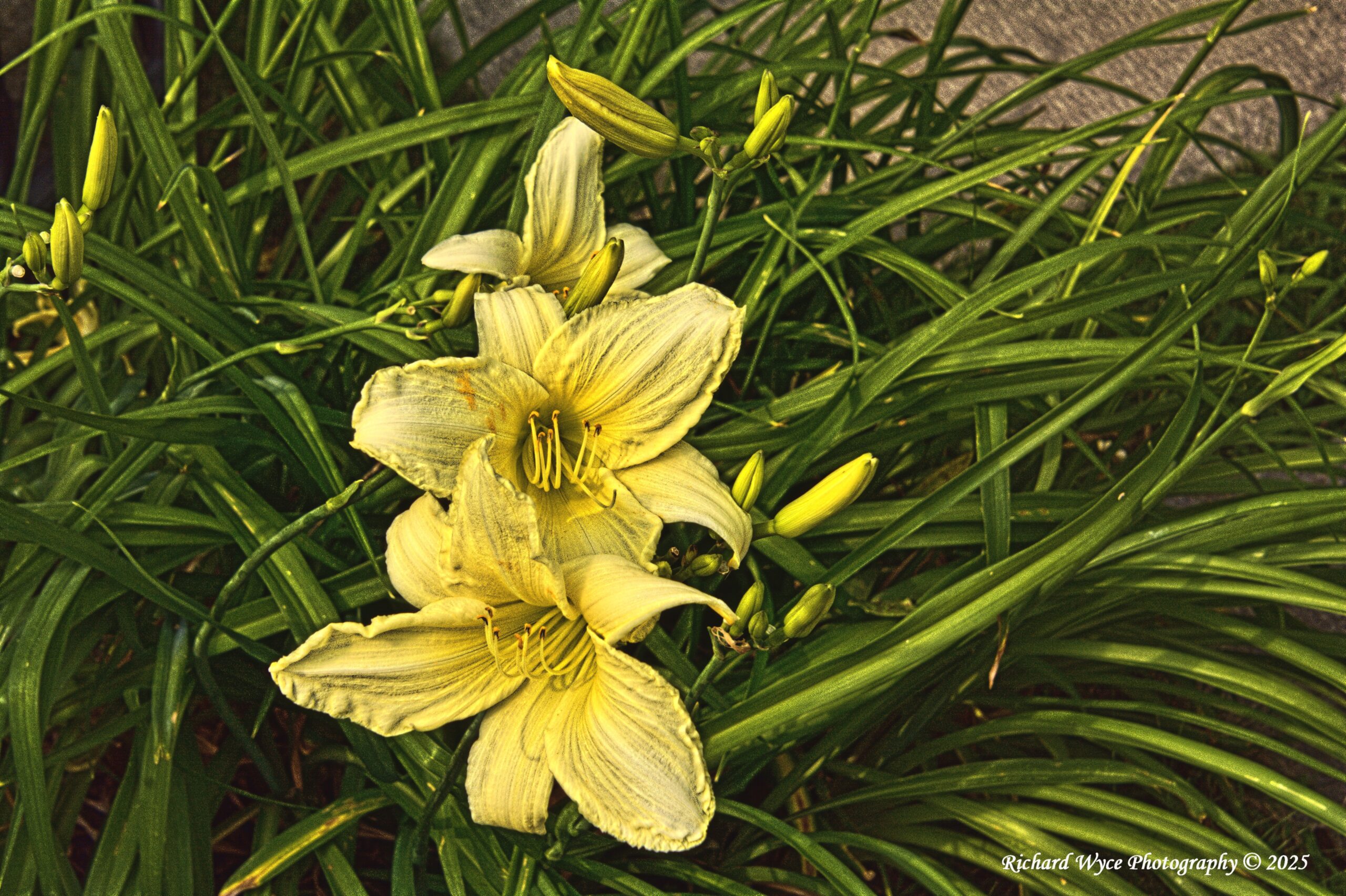 Flowers - at the foot of Mont Saint-Sauveur