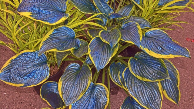 Amazing leaves at Jardissimo Nursery June 2026