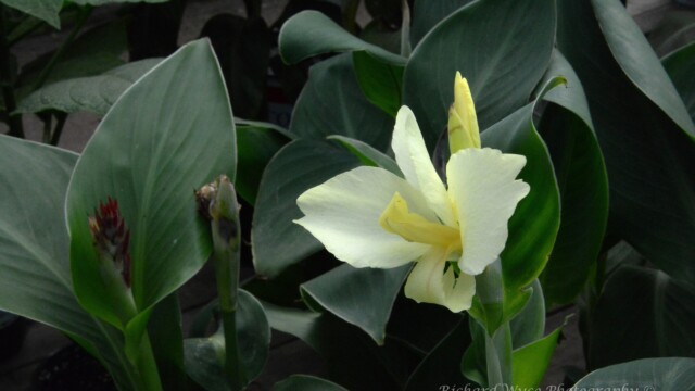 Canna Lily blossom and foliage Jardissimo