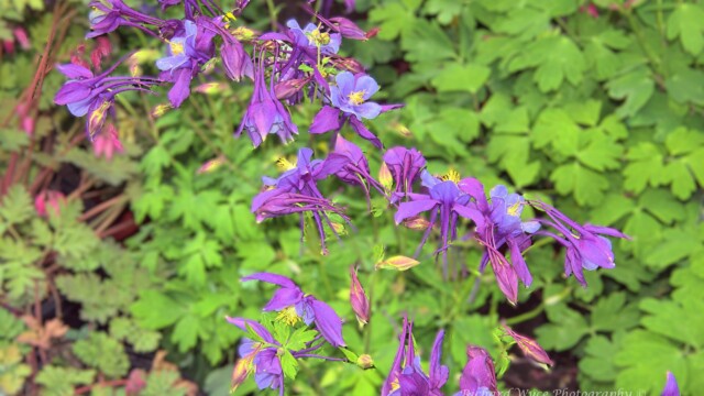 Columbines and Bleeding Heart Flowers at Jardissimo 2026