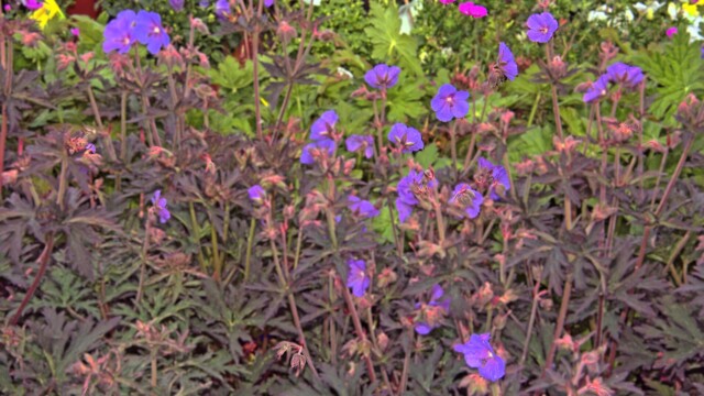 Cranesbills at Jardissimo 2026