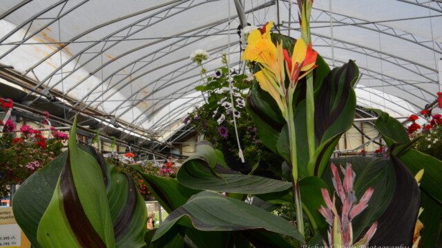 Giant Canna Lily at Jardissimo June 2026
