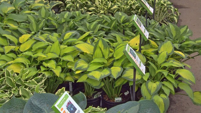 Great foliage at Jardissimo garden nursery vibrant display of hostas #2 2026