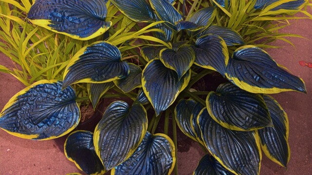 Hosta (commonly known as a Plantain Lily) Amazing leaves June 2026