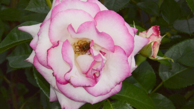 Rose with bee pollinating June 2026